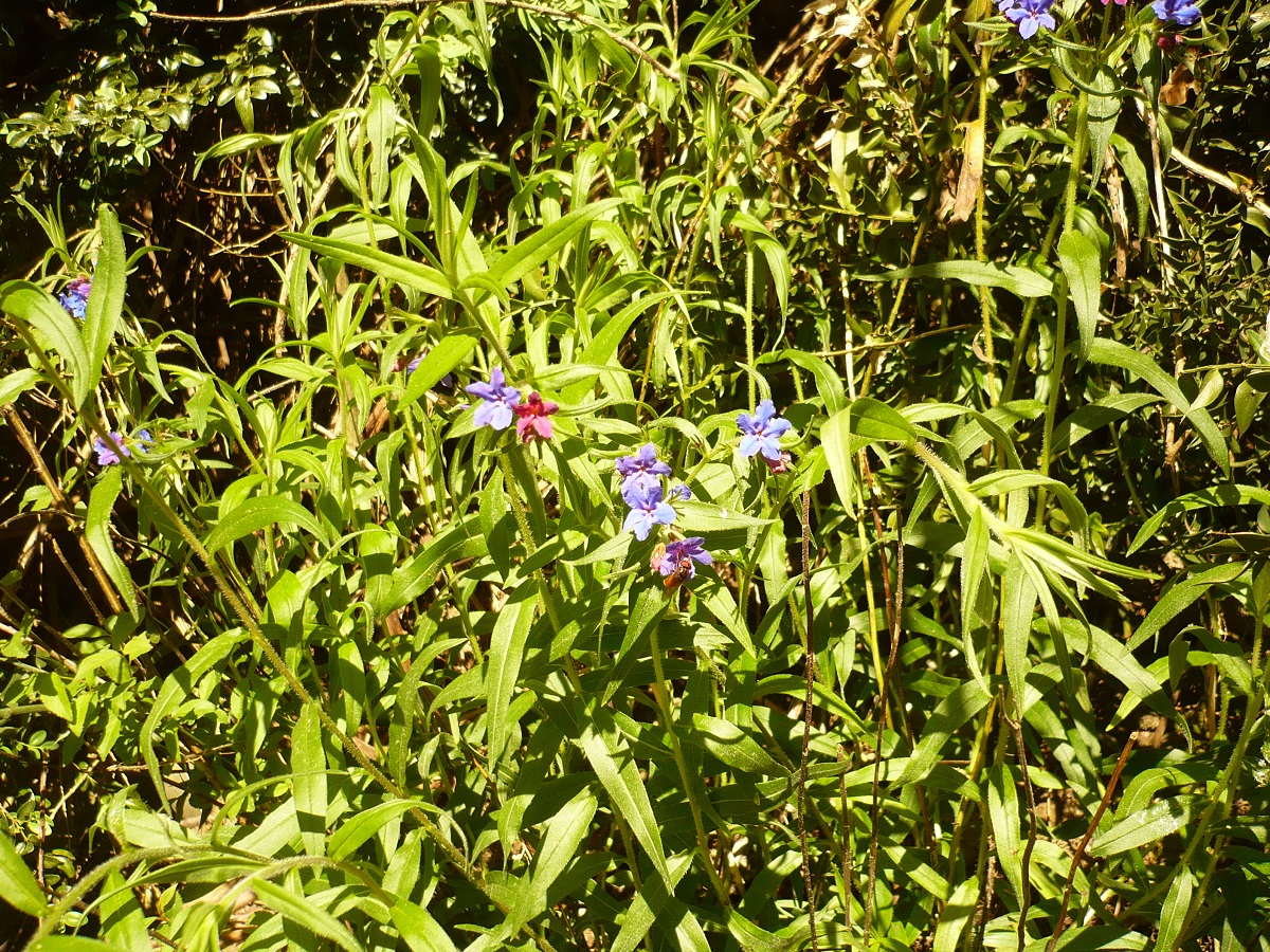 Buglossoides purpureocaerulea (Boraginaceae)